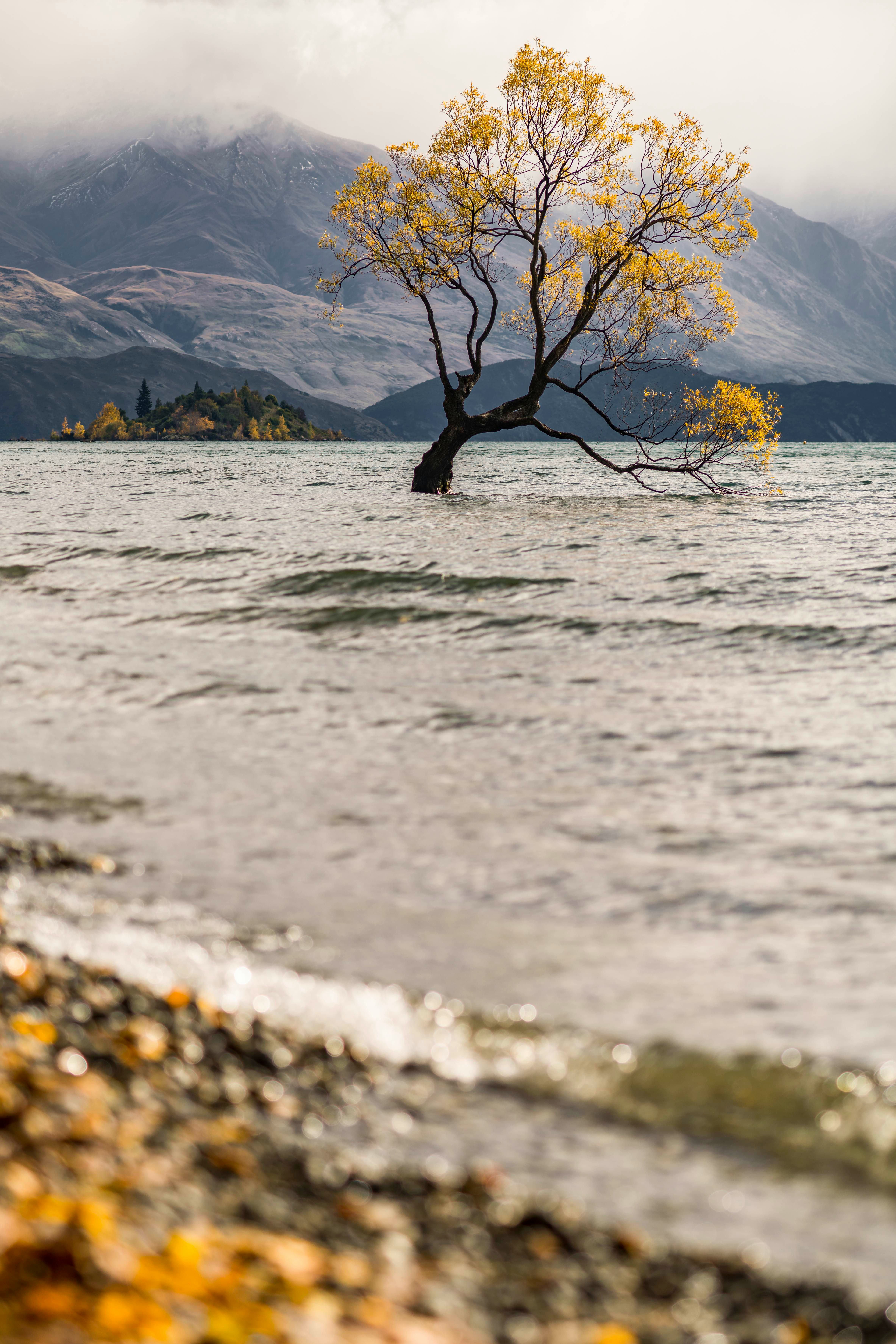 brown tree branch on water during daytime